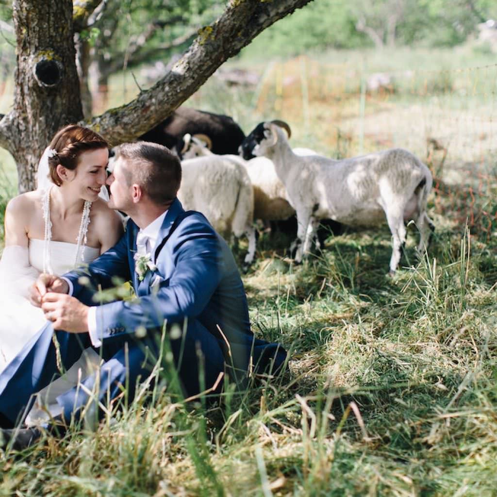 Das verliebte Brautpaar einer Hochzeit auf der Achalm posiert mit niedlichen Schafen.