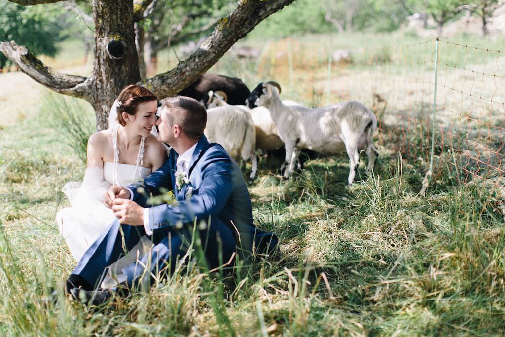 Das verliebte Brautpaar einer Hochzeit auf der Achalm posiert mit niedlichen Schafen.