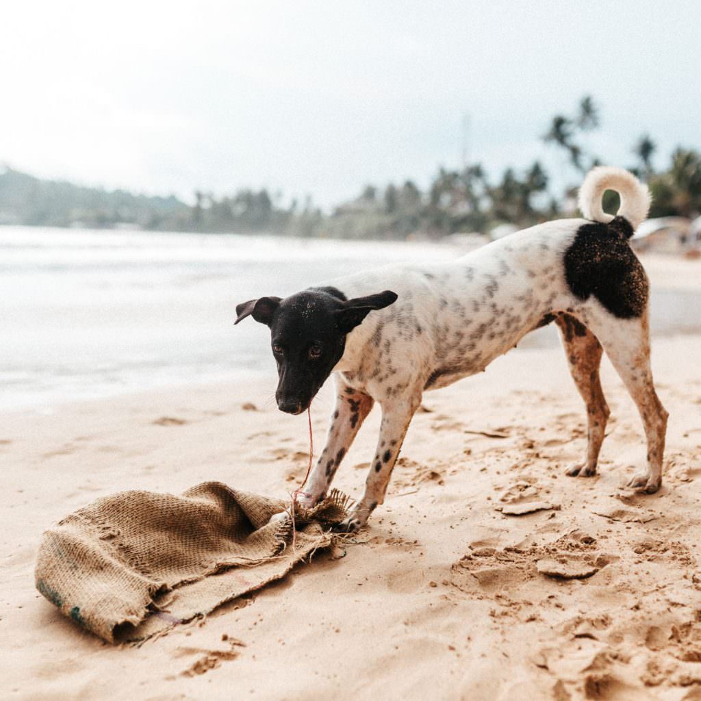 Flitterwochen in Sri Lanka am Strand