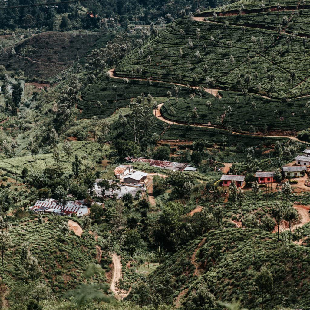 Flitterwochen Sri Lanka