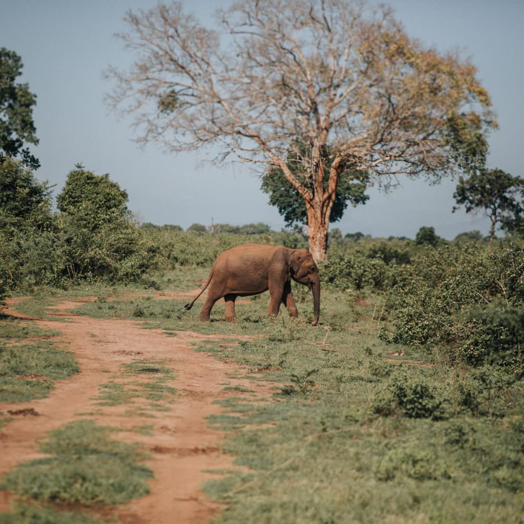 Hochzeitsreise nach Sri Lanka