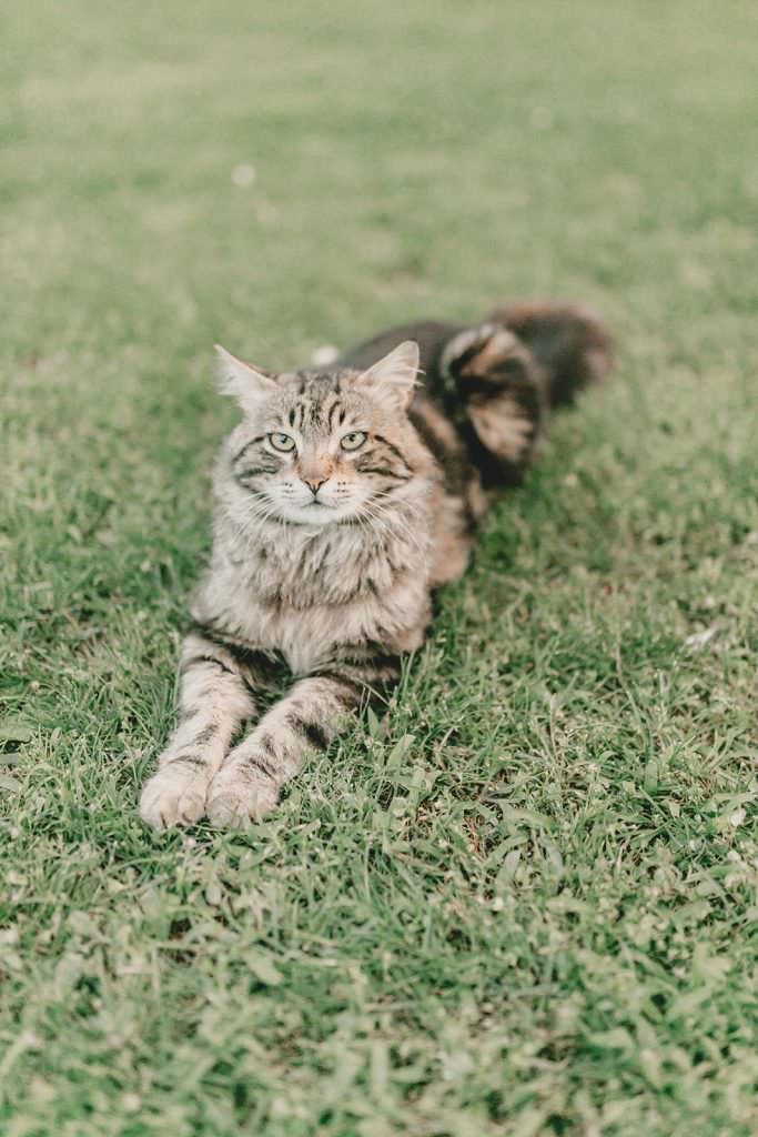 eine Katze liegt auf einer Wiese in der Toskana